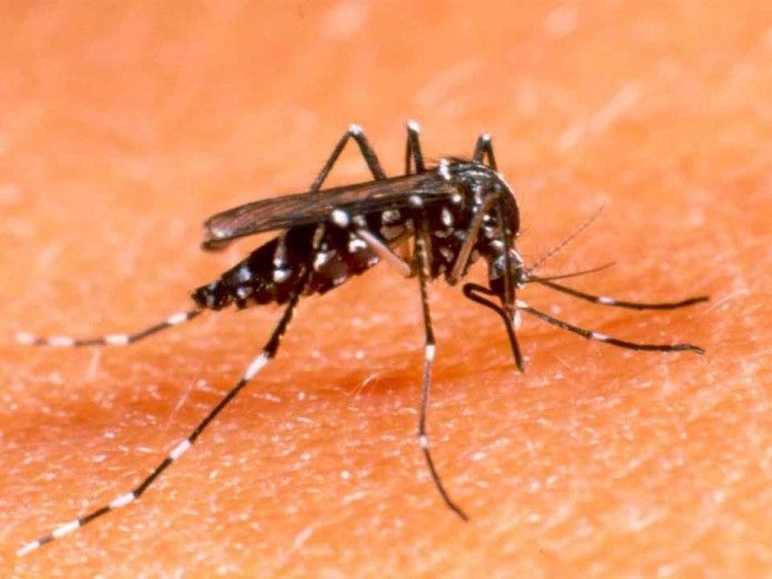 00 dengue