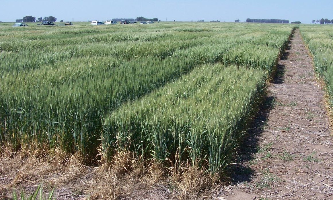 Por el clima se demora la siembra de trigo en el norte del país | AM990 ...