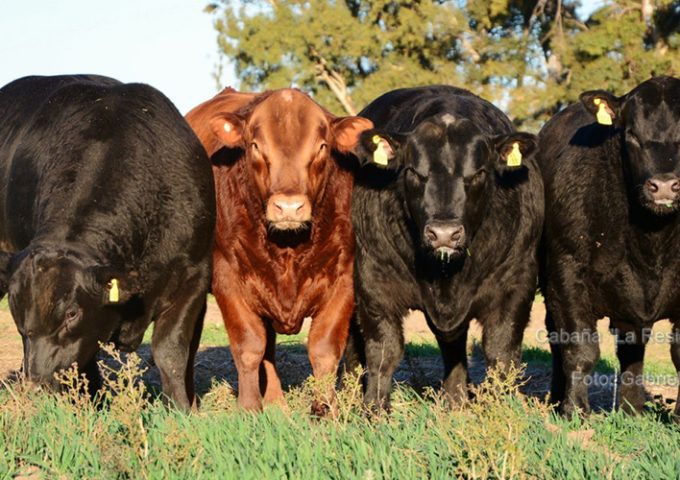 toros crea cabañas